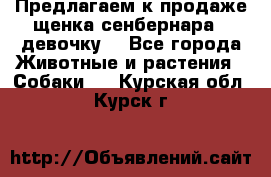 Предлагаем к продаже щенка сенбернара - девочку. - Все города Животные и растения » Собаки   . Курская обл.,Курск г.